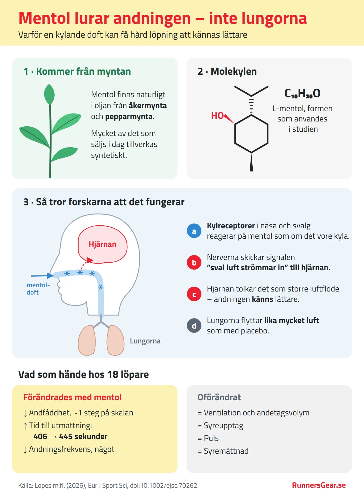 Infografik: mentol kommer från åkermynta och pepparmynta, molekylen L-mentol C10H20O, och hur kylreceptorer i näsa och svalg får hjärnan att uppfatta andningen som lättare medan lungorna arbetar som vanligt
